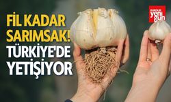 Fil Kadar Sarımsak! Türkiye'de Yetiştiriliyor