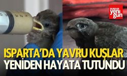 Isparta’da Yavru Kuşlar Yeniden Hayata Tutundu