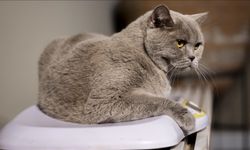 Kedinizin Kilosu Kontrolden mi Çıktı? Şiraz'ın Şaşırtıcı Kilo Verme Hikayesi