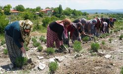 Kadınlar Lavanta Tarlalarında Mucize Yaratıyor