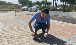 Antalya Serik'te Sıcaktan Bayılan Kargaya Yardım Eli Uzattı