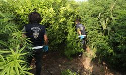 Mersin'de Şok Operasyon: Limon Ağaçlarının Arasında Gizlenen Uyuşturucu