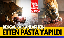 Bengal kaplanları için etten pasta yapıldı