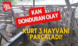 Kan Donduran Olay: Kurt 3 Hayvanı Parçaladı!