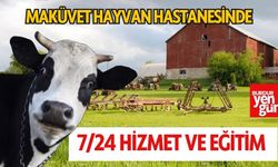 MAKÜVET Hayvan Hastanesi: 7/24 Hizmet ve Eğitim Fırsatları!