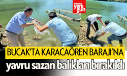 Bucak'ta Karacaören Barajı'na Yavru Sazan Balıkları Bırakıldı