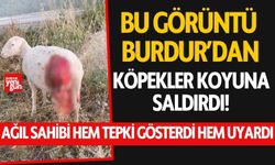 Burdur’da Köpekler Koyuna Saldırdı!