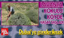 Lavanta kokulu köyde hasat başladı