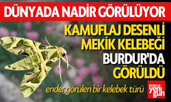 Kamuflaj desenli mekik kelebeği Burdur'da görüldü