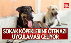 SON DAKİKA - Sokak Köpeklerine Ötenazi Uygulaması Geliyor