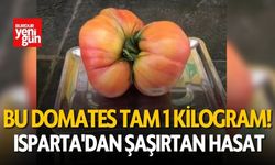 Bu Domates Tam 1 Kilogram! Görenler Şaşıp Kalıyor