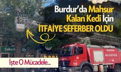 Burdur'da Mahsur Kalan Kedi için İtfaiye Seferber Oldu