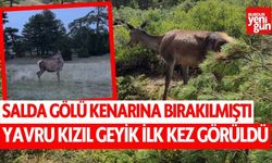 Salda Gölü kenarına bırakılmıştı! Yavru kızıl geyik ilk kez görüldü