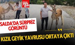 Salda'da Sürpriz Görüntü: Kızıl Geyik Yavrusu Ortaya Çıktı!