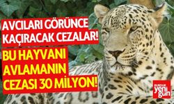 Avcıyı görünce kaçıracak cezalar