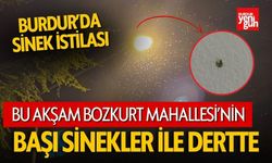 Burdur'da Sinek İstilası