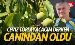 Ceviz Toplayacağım Derken Canından Oldu