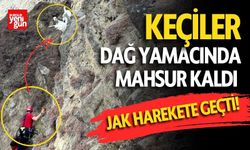 Keçiler Dağ Yamacında Mahsur Kaldı, JAK Harekete Geçti!