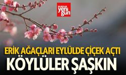 Erik Ağaçları Eylülde Çiçeklendi, Köylüler Şaşkın