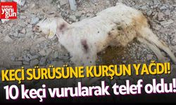 Keçi Sürüsüne Kurşun Yağdı! 10 Keçi Telef Oldu!