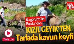 Bu görüntüler Burdur'dan! Kızıl geyik, tarlada kavun yerken görüntülendi