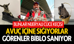 Nijeryalı Cüce Keçileri: Avuç içine sığıyorlar, görenler biblo sanıyor