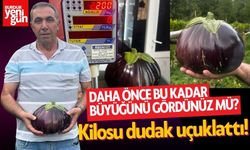 Emekli Memur Hobi Bahçesinde Yetiştirdi! İşte Organik Dev Patlıcan