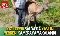 Kızıl Geyik Kavun Yerken Salda'da Kameraya Yakalandı