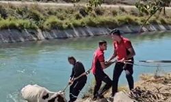 Tarsus’ta Sulama Kanalına Düşen İnek İtfaiye Tarafından Kurtarıldı