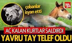 Kurt Saldırıları Çobanları Bıktırdı! Tay Telef Oldu