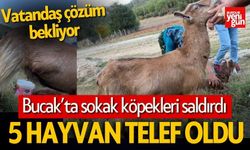 Bucak'ta Sokak Köpeklerinin Saldırdığı 5 Hayvan Telef Oldu