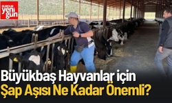 Şap Aşı Çalışmaları Bucak'ta Devam Ediyor!