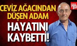 Ceviz ağacından düşen adam hayatını kaybetti