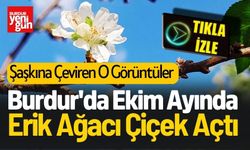 Burdur'da Ekim Ayında Erik Ağacı Çiçek Açtı