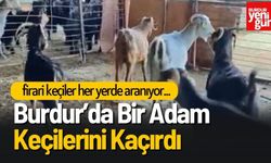 Burdur'da Firari Keçiler Her Yerde Aranıyor