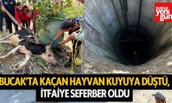 Bucak’ta Kaçan Hayvan Kuyuya Düştü, İtfaiye Seferber Oldu