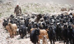 Yörükler Antalya'ya Dönüş Yolunda: Yayla Göçü Başladı