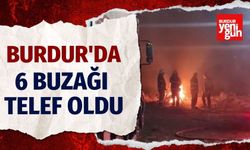 Burdur'da 6 Buzağı Telef Oldu