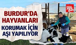 Burdur'da Hayvanları Korumak İçin Aşı Yapılıyor