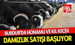 Burdur'da Honamlı ve Kıl Keçisi Damızlık Satışı Başlıyor