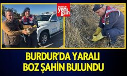 Burdur’da Yaralı Boz Şahin Bulundu