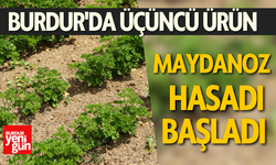 Burdur'da Üçüncü Ürün Maydanoz Hasadı Başladı