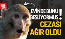 Evinde İzinsiz Beslediği Maymunun Cezası Ağır Oldu