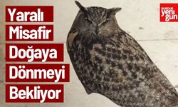 Yaralı Misafir Doğaya Dönmeye Bekliyor