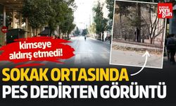 Sokak Ortasında Pes Dedirten Görüntü