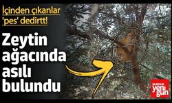 Zeytin Ağacında Saklanmış Şekilde Bulundu