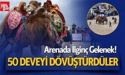 İlginç Gelenek! Arenada 50 Deveyi Dövüştürdüler