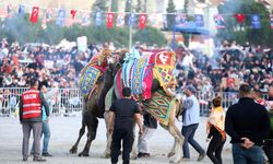 AYDIN - Deve güreşi festivali düzenlendi