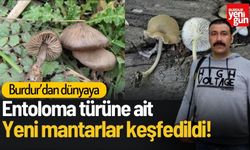 Burdur'dan Dünyaya: 'Entoloma' Türüne Ait Yeni Mantarlar Keşfedildi