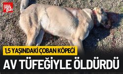 1,5 Yaşındaki Köpek Av Tüfeğiyle Öldürüldü